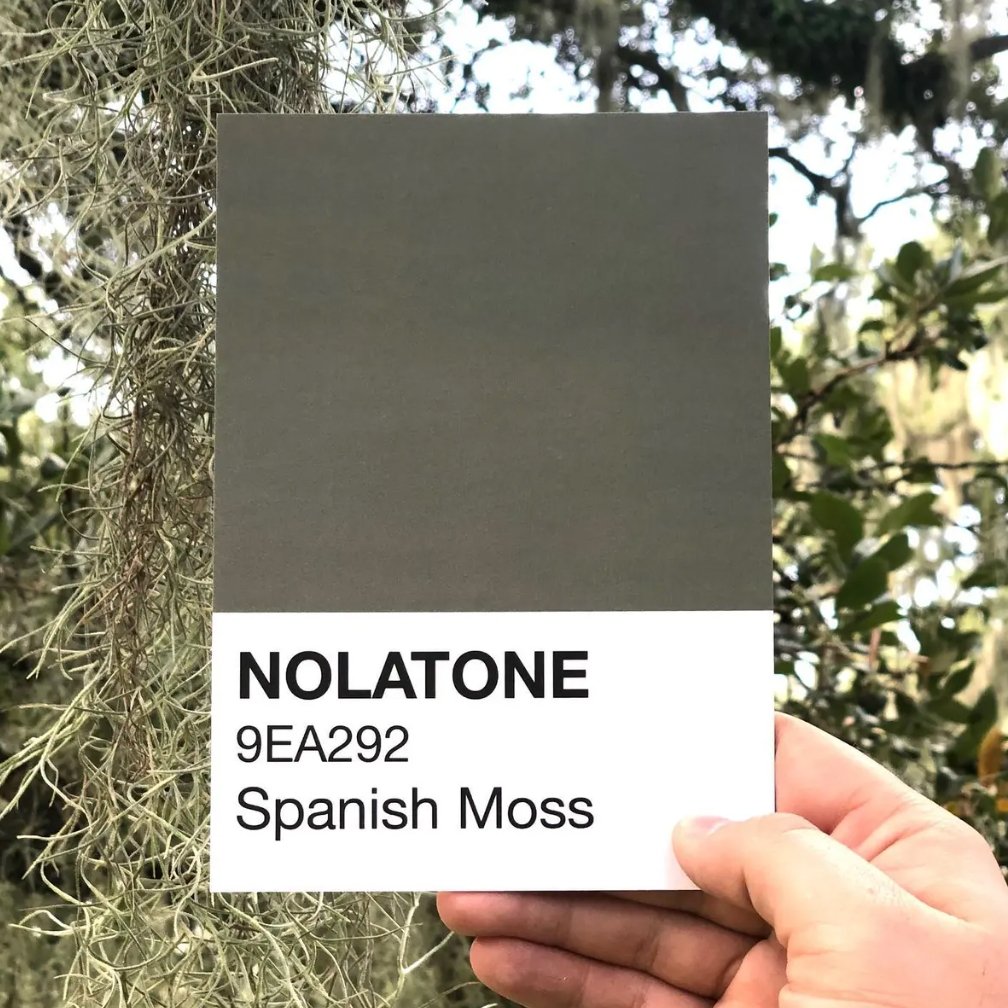 Nolatones Postcard - Spanish Moss - Dirty Coast Press